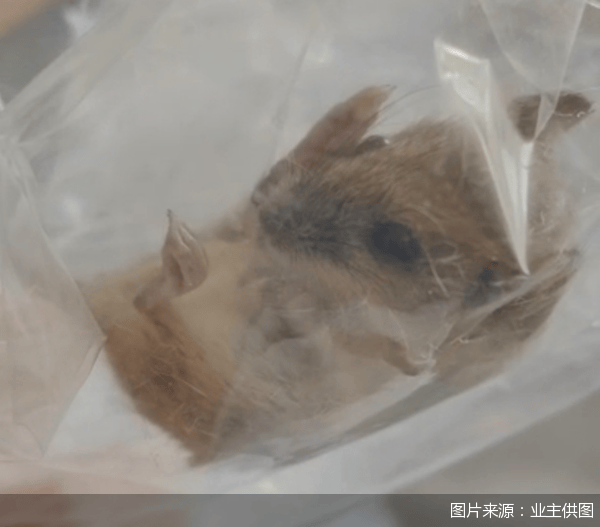 老鼠乱窜、直饮水发黄<strong></p>
<p>证券分析师</strong>，北京业主千万元买的和锦诚园居然是这样
