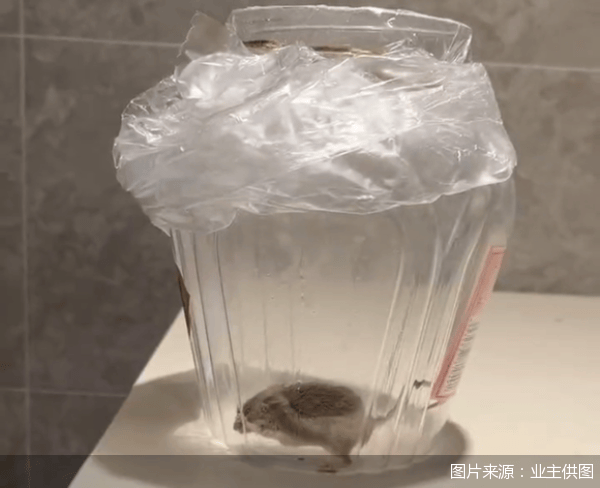 老鼠乱窜、直饮水发黄<strong></p>
<p>证券分析师</strong>，北京业主千万元买的和锦诚园居然是这样