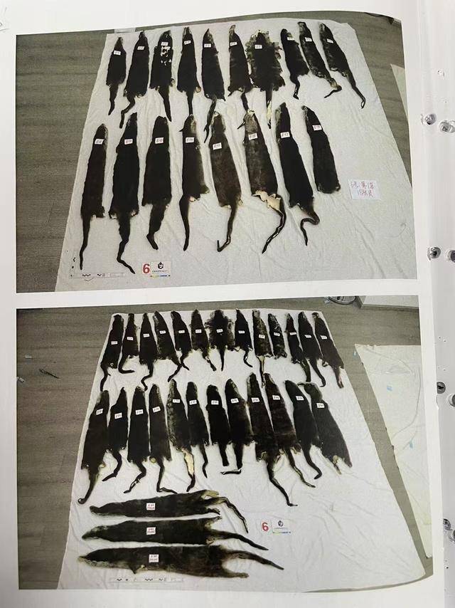 女子抱猫入境为何神色慌张<strong></p>
<p>国泰证券</strong>？袋内竟藏了46张水獭皮