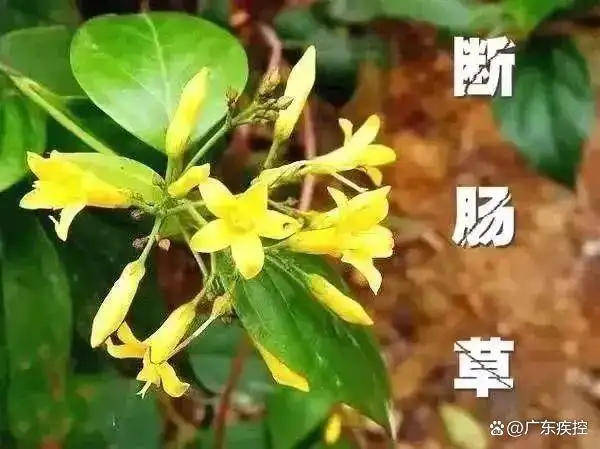 广东一老人买药材煲汤中毒身亡 当地：店铺误售断肠草<strong></p>
<p>广发证券官网</strong>，老板被拘留